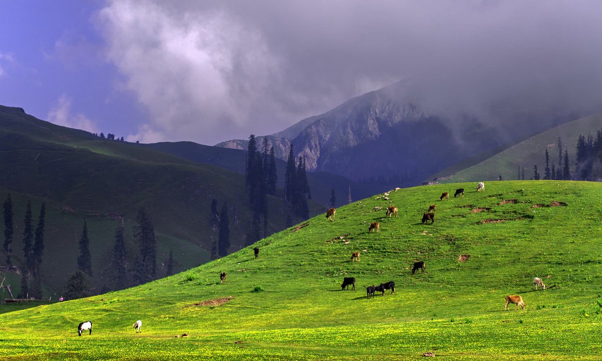 Shogran Meadows